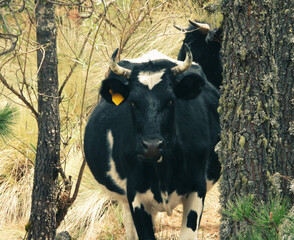 A cow stands inside the forest with a piercing gaze, illustrating its role as an invasive species hindering natural forest regeneration and ecosystem balance.