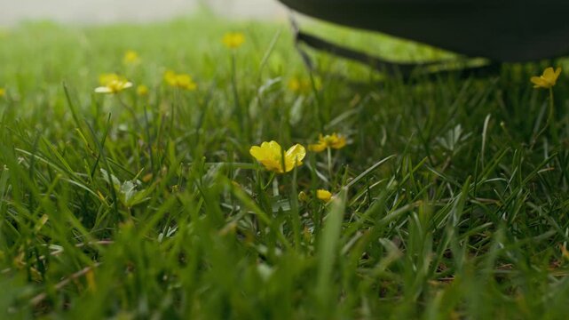 Hand of youthful unrecognizable girl wearing striped pullover picking small yellow buttercup or paigle while sitting on green lawn in park on summer day