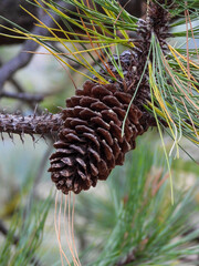 Cone or strobilus of Pinus hartwegii, showcasing the unique structure of this high-altitude pine species, vital for reproduction and forest regeneration