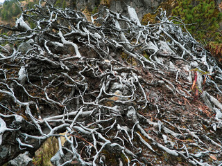 Tree roots sprawling through the soil, revealing the intricate and complex underground system that sustains and anchors the tree&rsquo;s life above ground.