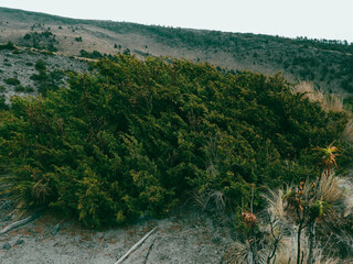 Blue juniper (Juniperus monticola), a high-altitude conifer native to Mexico’s mountains, valued for its resilience, aromatic foliage, and ecological importance in alpine ecosystems.