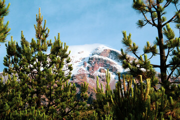 Alpine treeline of Pinus hartwegii in Pico de Orizaba National Park, marking the upper forest limit before alpine tundra, thriving in extreme high-altitude conditions