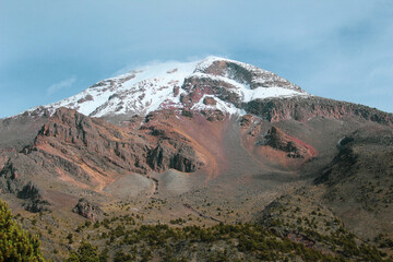 Alpine treeline of Pinus hartwegii in Pico de Orizaba National Park, marking the upper forest limit before alpine tundra, thriving in extreme high-altitude conditions