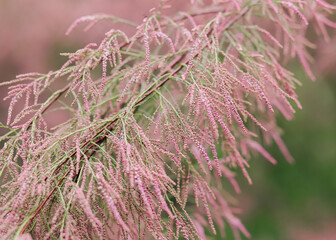Pink tamarisk blossom on soft green and pink bokeh