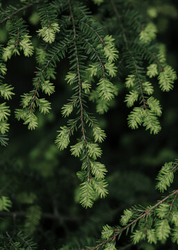 Soft green conifer branches with new growth detail