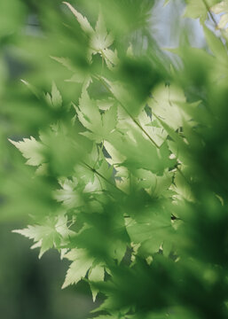 Translucent green maple leaves with layered shadows