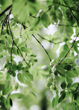 Clustered green leaves and buds hanging on branches