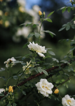White roses and yellow buds growing on leafy stem