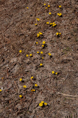 A high-angle view of small, bright yellow coltsfoot flowers scattered across a forest floor covered in brown, dead leaves and debris.