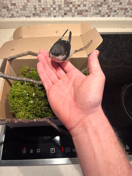 Young swift bird perched on human hand