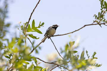 A Black Throated Grey Warbler faces towards the right as it perches on a slim oak branch with a background of pale blue summer sky in the mountains of Utah USA.