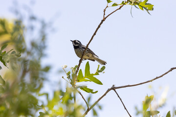 A Black Throated Grey Warbler perched on a slender oak branch looks to the left up into a pale blue sky on a summer day in the mountains of Utah USA.