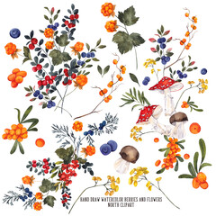 Watercolor hand draw clipart with north berries, leaves, herbs, flowers, mushroom, fly agaric, isolated on white background