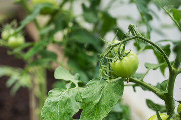 A bush with green tomatoes grows in a greenhouse. Gardening 