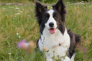 Border Collie dog sitting in meadow with green grass and wildflowers, looking at camera with tongue out. Perfect for pet portraits, canine breed showcases, and outdoor nature photography.