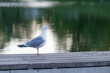 A Large Seagull Sitting on a Wooden Bench by the Sea
