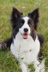 Border Collie dog sitting on meadow with tongue out and ears up, looking at camera in daylight. Ideal for pet care themes, dog breed promotion, and outdoor canine photography references.