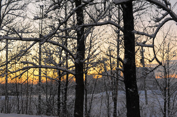 A winter landscape at sunset, looking through tree trunks and branches covered in fresh snow.  