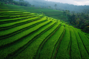 breathtaking aerial view captures lush traditional rice fields of southeast asia showcasing intricate patterns