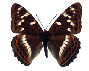 Limenitis populi, commonly known as the white admiral butterfly, exhibits its distinct wing patterns and colors against a plain background, highlighting its beauty.