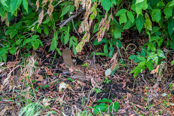 Soviet PFM-1 Landmine (