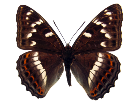 Limenitis populi, commonly known as the white admiral butterfly, exhibits its distinct wing patterns and colors against a plain background, highlighting its beauty.
