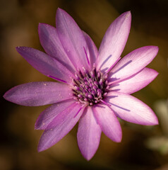 immortelle portrait