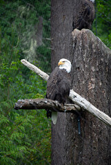 Eagle on a branch