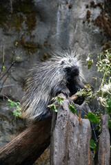 Porcupine on a small log