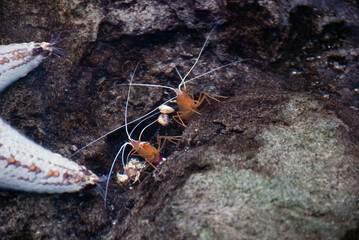 Small shrimp
