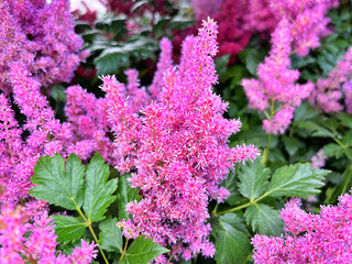 Colorful astilbe flowers blooming in summer time