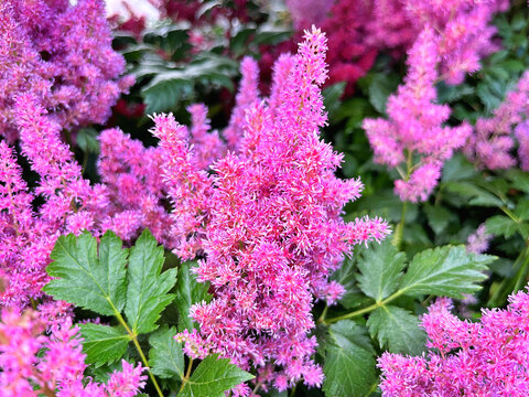 Colorful astilbe flowers blooming in summer time