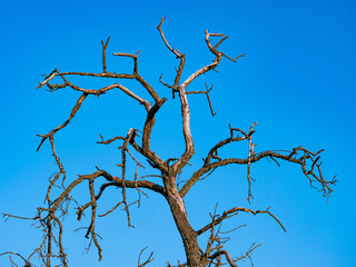 dead tree