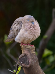 Dove sleeping on the tree