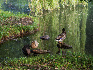 Mallard ducks on rocks in a serene pond in Ashburn Village, Virginia