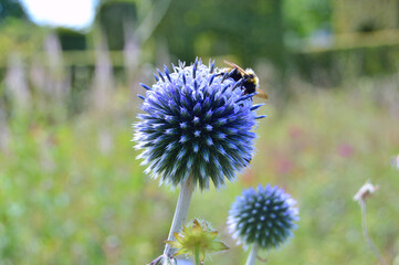BumbleBee on Echinops or Globe Thistle flowers in the garden