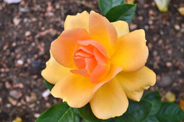 Flowers in the garden during spring. Nature background