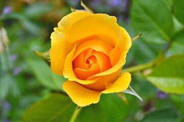 Flowers in the garden during spring. Nature background