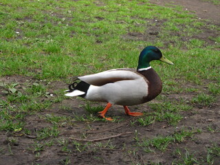 duck on the grass