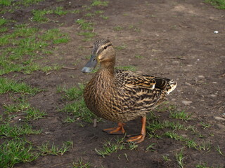 brown duck