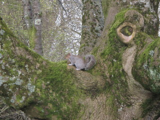 squirrel on a tree