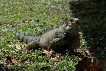 Iguana en Colombia