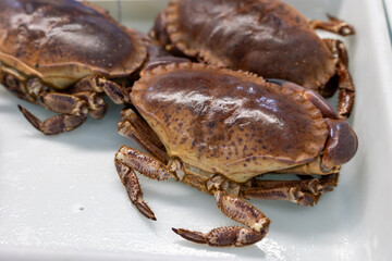 Fresh crabs lying on ice in fish market display case