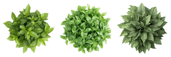 Set of green basil isolated on transparent background