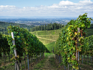 Lush vineyard rows on sloping hills in the Alsace wine region of France with scenic views over fields, villages, and distant forested areas under blue sky