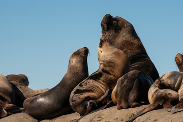 Fototapeta premium Male and females Sea Lion , in Peninsula Valdes ,Chubut,Patagonia, Argentina.