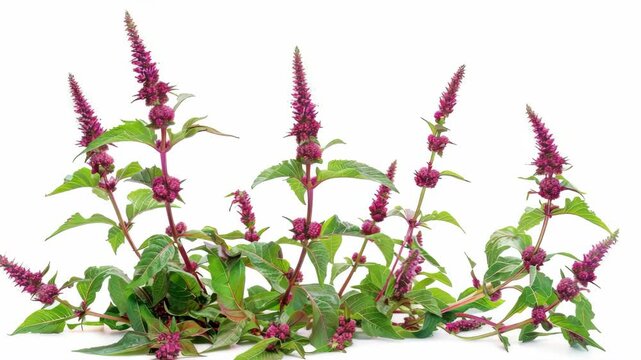 A collection of purple verbena herbs against a white background, showcasing their vibrant color and medicinal properties.