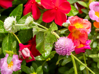 雨に濡れたセンニチコウ
