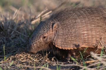 Armadillo in Pampas countryside environment, La Pampa Province, Argentina.