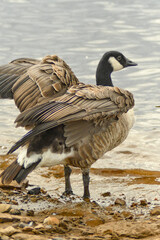 UK - Wildlife - Birds - England